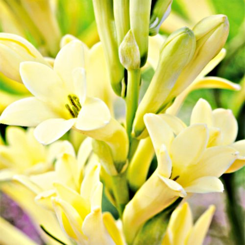 Tuberoza Super Gold 1 kom