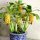 Mini banana seeds yellow potted perennial amateur cultivation 5 pieces seeds