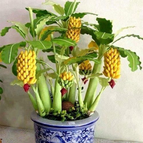 Mini banana seeds yellow potted perennial amateur cultivation 5 pieces seeds