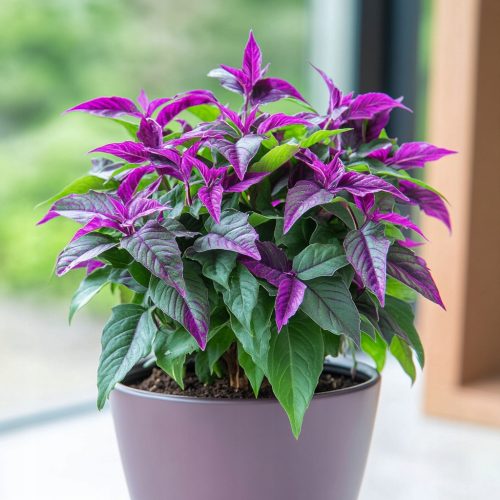 Ljubičasta Ginura 'Purple Passion' - Narančasti listovi - Visoko kvalitetna biljka za domaćinstvo s atraktivnim ljubičastim lišćem i narančastim cvjetovima. Ginura je jednostavna za održavanje, prefer