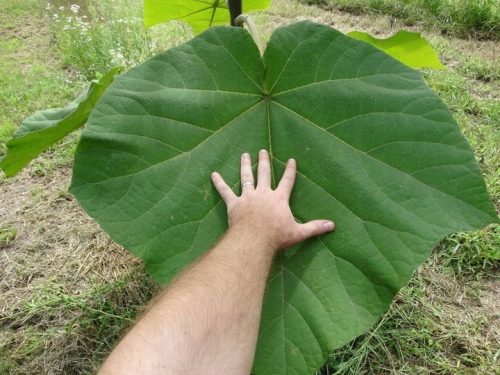 Paulownia Shan Tong sjemenke 100 kom