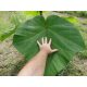 Paulownia Shan Tong sjemenke 100 kom