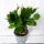 GRUDNIK ZYGOKAKTUS SCHLUMBERGERA don.9cm