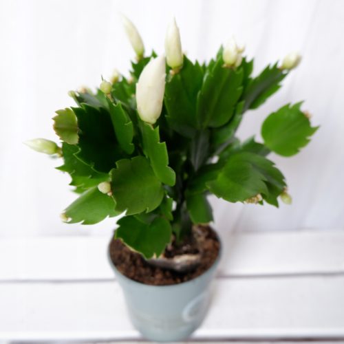 GRUDNIK ZYGOKAKTUS SCHLUMBERGERA don.9cm