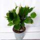 GRUDNIK ZYGOKAKTUS SCHLUMBERGERA don.9cm