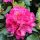 Rododendron Rododendron PEARCES AMERICAN BEAUTY