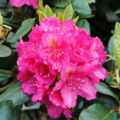 Rododendron Rododendron PEARCES AMERICAN BEAUTY