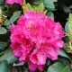 Rododendron Rododendron PEARCES AMERICAN BEAUTY