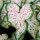 Caladium Gingerland Ukrasno Lišće Sajmica Bulbi