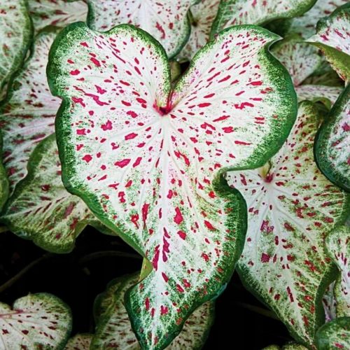 Caladium Gingerland Ukrasno Lišće Sajmica Bulbi