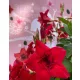 Sadnice Sundaville, Mandevilla Sandavilla Dvostruki Crveni Cvijet