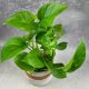 Epipremnum pinnatum Hawaiian, egzotična sorta epipremnuma dostupna za online kupnju u Mikroklimatu. Ova zanimljiva biljka sa zelenim lišćem idealna je za kolekcionare biljaka. Pogodna je za uzgoj u un