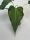 Anthurium Delta Force - Egzotična biljka s intenzivnim i kontrastnim listovima, savršeno ukrašava svaki interijer. Ova prekrasna biljka dolazi u loncu veličine 13 cm, s visinom od 20 cm. Dostava je mo