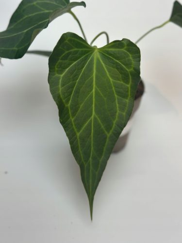 Anthurium Delta Force - Egzotična biljka s intenzivnim i kontrastnim listovima, savršeno ukrašava svaki interijer. Ova prekrasna biljka dolazi u loncu veličine 13 cm, s visinom od 20 cm. Dostava je mo