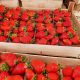 Truskavica Vibrant - najranija sorta s velikim i slatkim plodovima