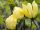 Magnolija Maslac-žuta GOLD STAR art. 654D