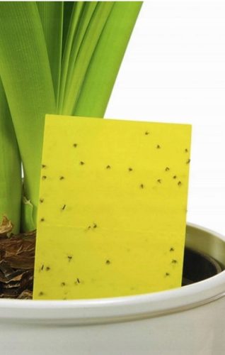 Set od 50 Žutih Ljepljivih Zamki za Insekte