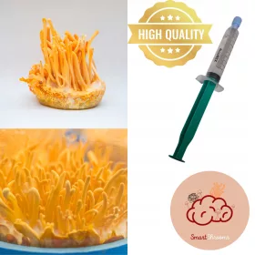    KORDICEPS MILITARIS (CORDYCEPS MILITARIS) - TEKUĆI MICELIJ 10ML LC