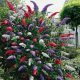 TRI BOJE BUDDLEY TRICOLOR - SET OD 3 SJETNICE