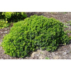 Berberis Thunbergii Kobold - zeleni kuglasti grm