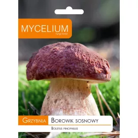  Micelij borovog vrganja micelij 10 g