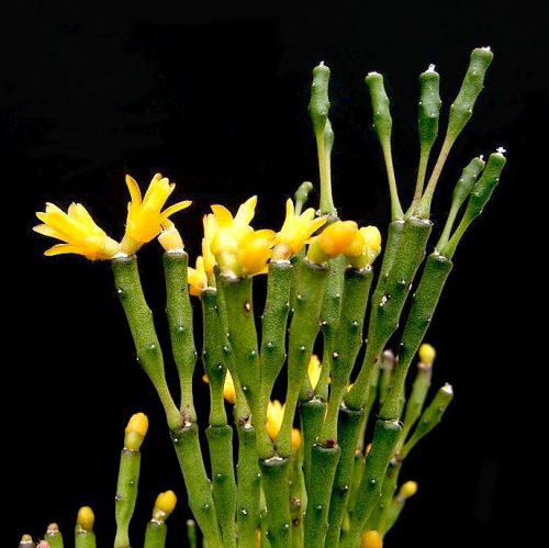 Salicornioides u posudi od 0,5l