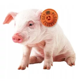  Naušnice za svinje, svinje - 100 kom.