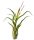 TILLANDSIA CAPUT MEDUSAE, Oplątwy, S ~8-10 cm