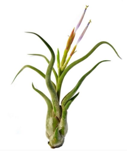 TILLANDSIA CAPUT MEDUSAE, Oplątwy, S ~8-10 cm