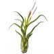 TILLANDSIA CAPUT MEDUSAE, Oplątwy, S ~8-10 cm