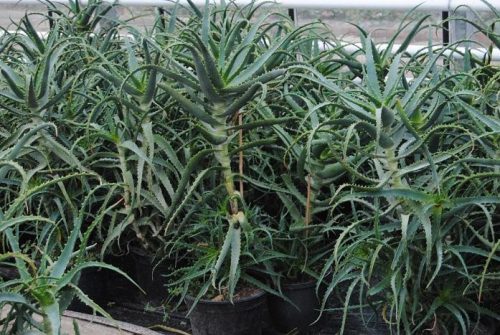 Aloe arborescens Mill 6-Letni
