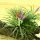 Tillandsia 'Juncea' Oplątwa - Zračne biljke koje rastu bez supstrata - LJUBIČASTI cvjetovi