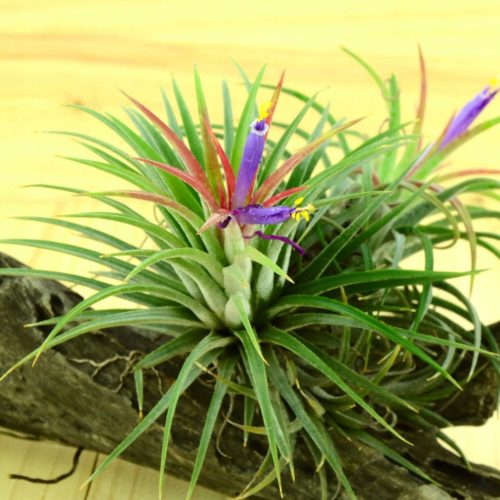 Tillandsia 'Juncea' Oplątwa - Zračne biljke koje rastu bez supstrata - LJUBIČASTI cvjetovi
