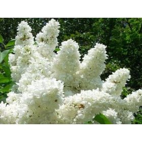   Lila 'Mme Lemoine' - Bijeli punocvjetni lilak Syringa vulgaris 'Mme Lemoine'