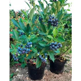    Sadnice borovnica i borovnica Early Blue u posudi od 1-2l, 25-35 cm