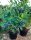  Sadnice borovnica i borovnica Early Blue u posudi od 1-2l, 25-35 cm
