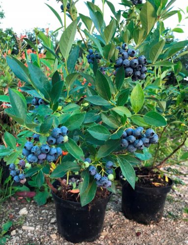  Sadnice borovnica i borovnica Early Blue u posudi od 1-2l, 25-35 cm