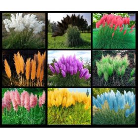  PAMPASS GRASS Seeds SET SJEMENA 9 SORTI.