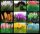  PAMPASS GRASS Seeds SET SJEMENA 9 SORTI.