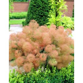   Perukowiec Podolski 'Mlada Dama' Stablo 50cm u Loksici