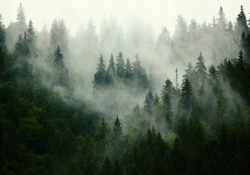FOTO TAPETE PLANINE ŠUMA DRVEĆE 4A F3XL 416x254 F13026