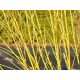Sadnica derena rozloženog 'Flaviramea' (Cornus sericea 'Flaviramea', nekad Cornus stolonifera) u posudi P11, visoka 60-80 cm