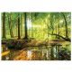 VINIL tapeta šuma drveće priroda 3D 368x254