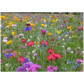  Sjemenke, mješavina biljaka, Medonosne biljke, 1000 g