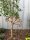  Dill 500 vrtni ukras Corten Rdza Industrial