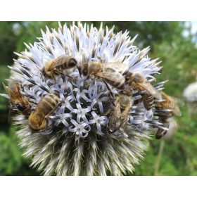  PRZEGORZAN-B.MIODAJNY - cca 1t po 1ha, SJEMENA 500 kom