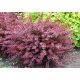 Berberis Dart's Red Lady u posudi od 2-3 litre, 20-35 cm