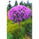 Ljubičasti i ružičasti jorgovani, sadnice u posudi od 1-2l, visine 80-100 cm