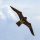 Odstranjivač ptica ZMAJ FALCON XXXL 142cm RAW