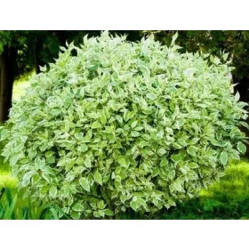 Deren ELEGANTISSIMA Lijepa sadnica